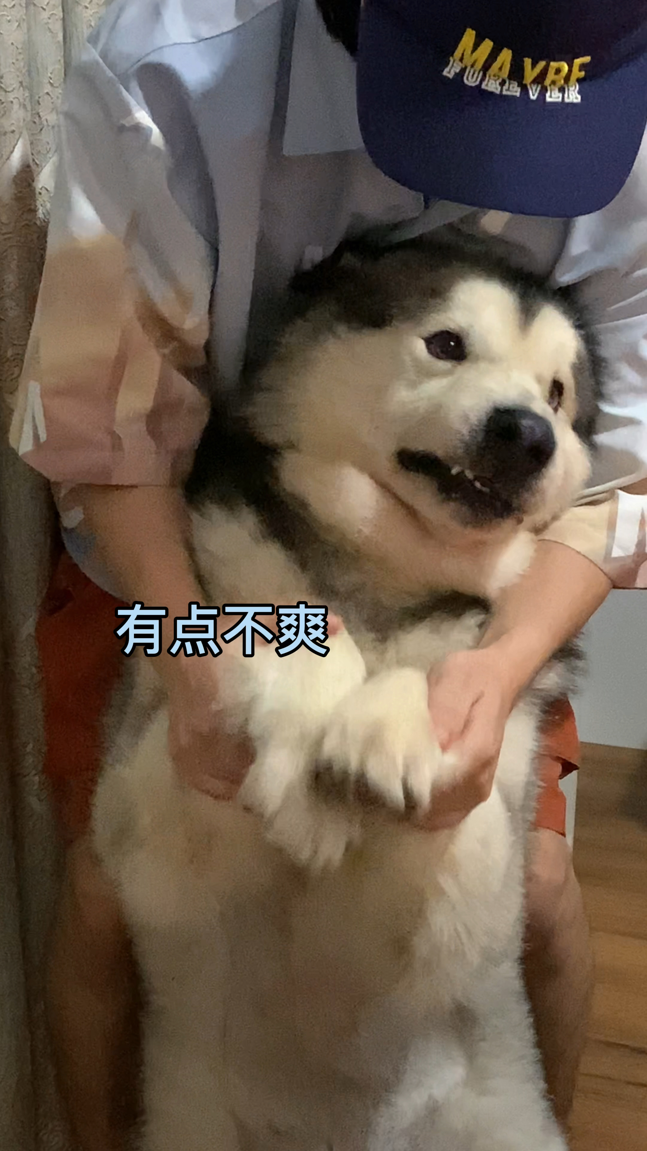 这只狗狗真的是行走的表情包,太有才了,每个表情都好好笑