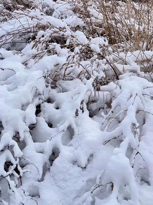 第一场雪不吃大鹅显的我多不合群似的