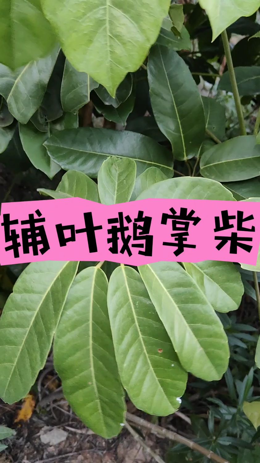 辅叶鹅掌柴,非常旺盛