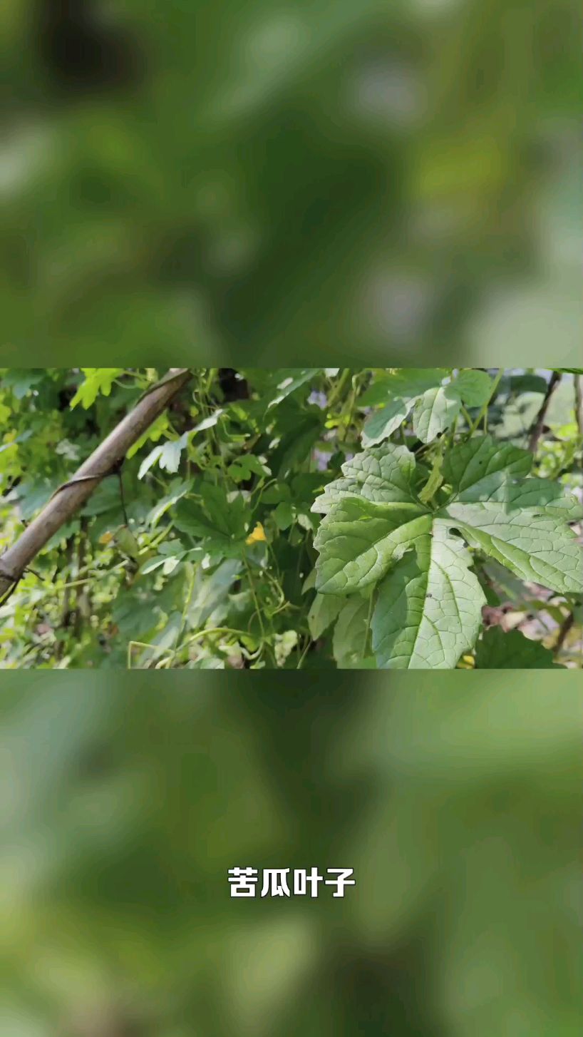 苦瓜叶子的妙用你知道吗