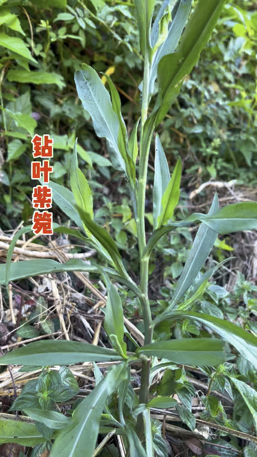农村常见的植物钻叶紫箢,不但是种美味野菜,全草更是有大用