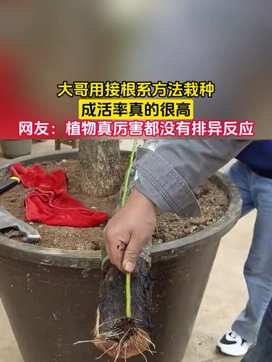 大哥用接根系方法栽种，成活率真的很高，网友：植物真厉害都没有排异反应