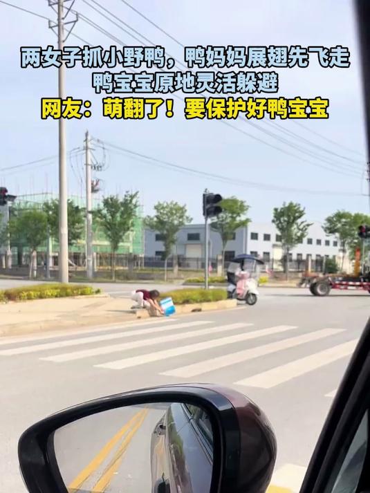 两女子抓小野鸭,鸭妈妈展翅先飞走,鸭宝宝原地灵活躲避
