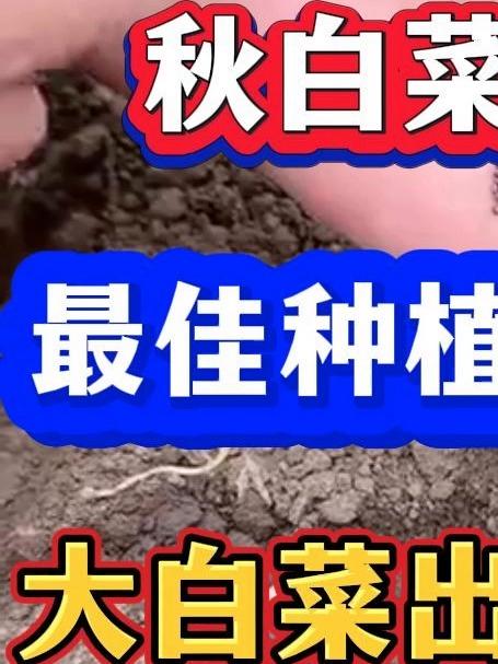 球白菜露天种植最佳种植时间和技巧