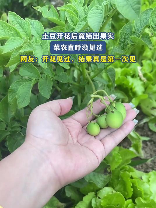 土豆开花后竟结出果实,菜农直呼没见过,网友:结果真是第一次见