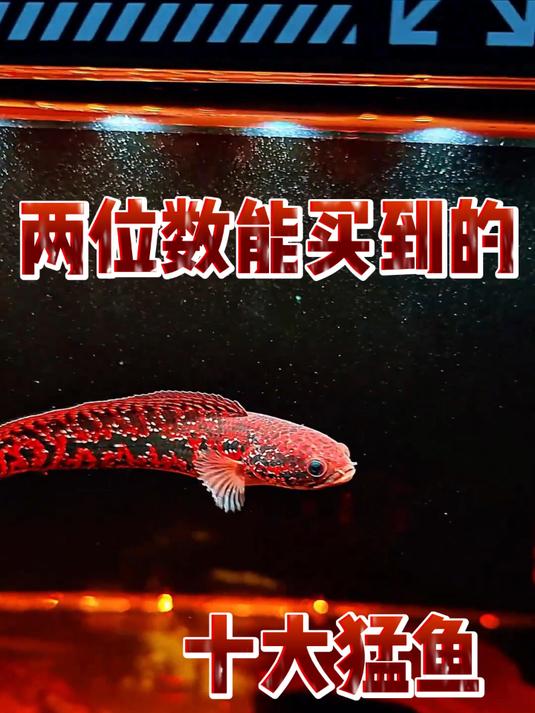 两位数可以买到的十大猛鱼