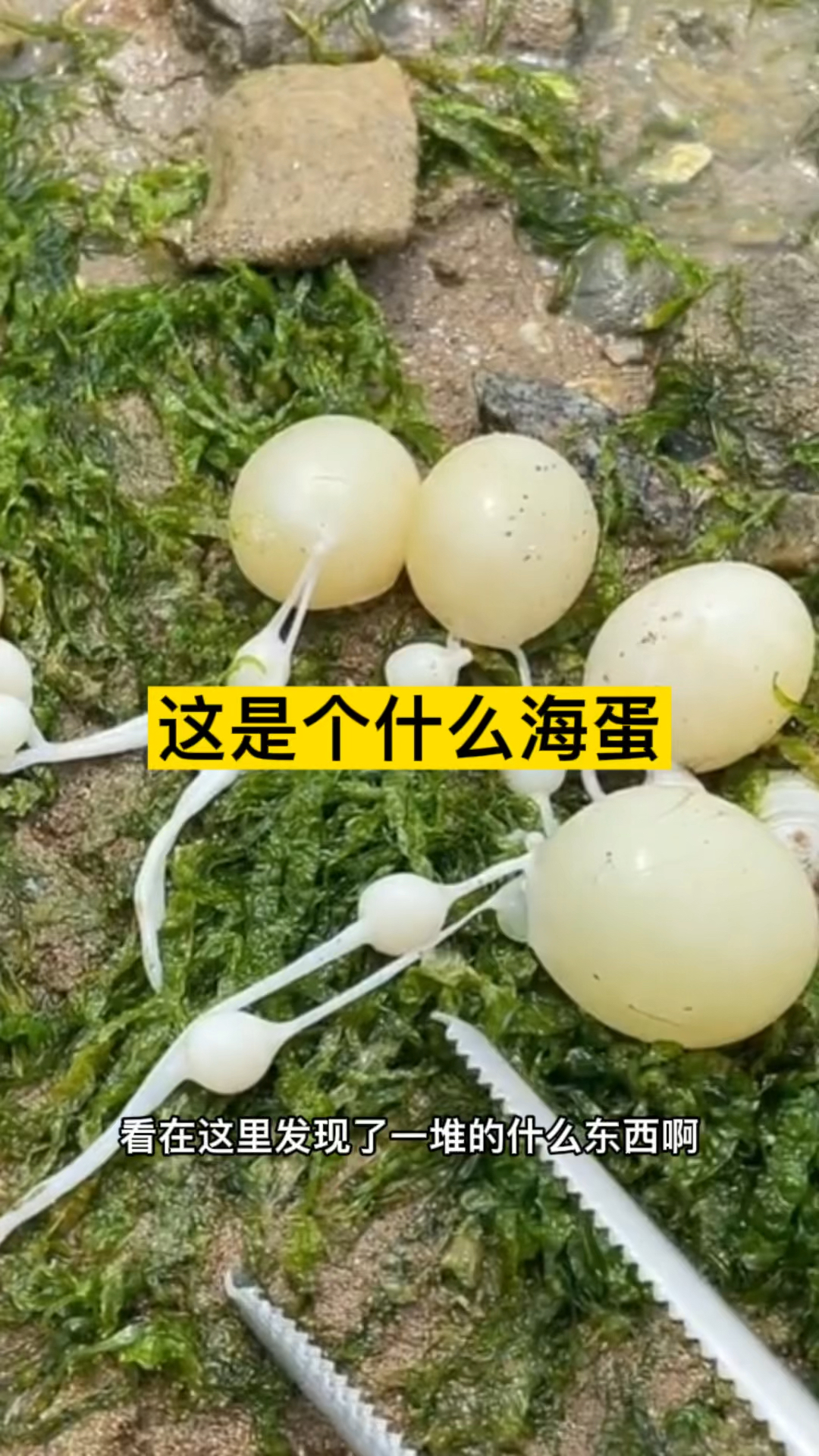 这是个什么海蛋