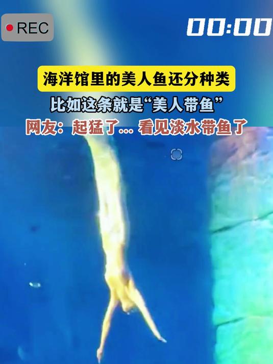 海洋馆里的美人鱼还分种类,比如这条就是“美人带鱼”