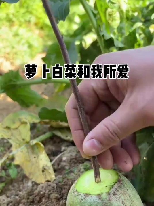 完美解决了萝卜白菜,各有所爱的复杂化
