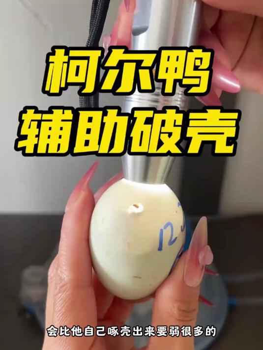 柯尔鸭如何人工助产