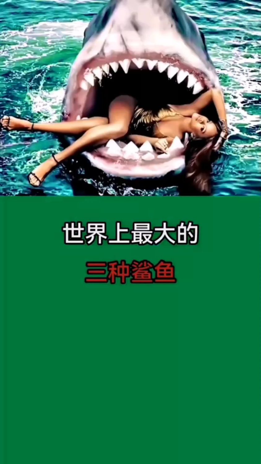 【世界上最大的,三种鲨鱼】