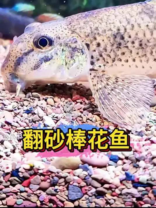 棒花鱼当清道夫,鱼缸残渣杂质轻松除,超省心