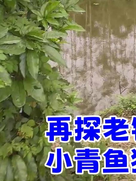 再探老钓位小青鱼狂口
