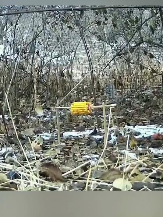 动物的世界真强大,男子自制抓野鸡神器