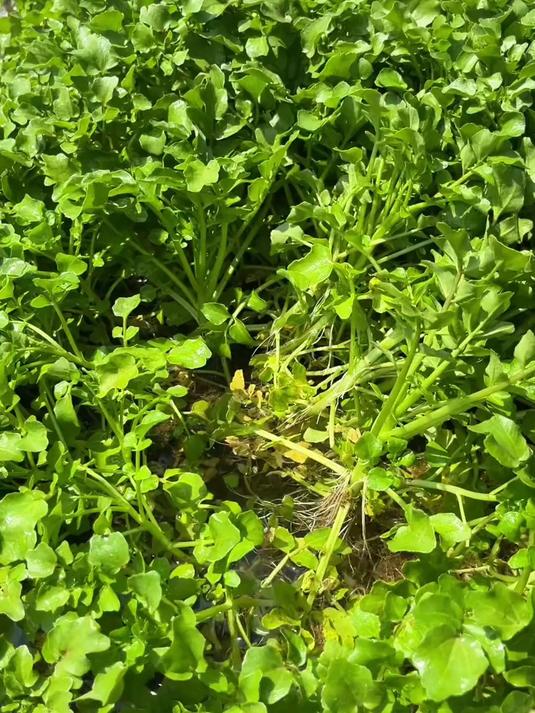 带姐妹们感受一下贵州春天的野菜味道！大家喜欢吃什么？