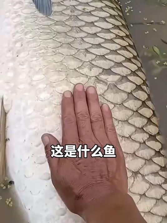 你喜欢吃什么鱼?