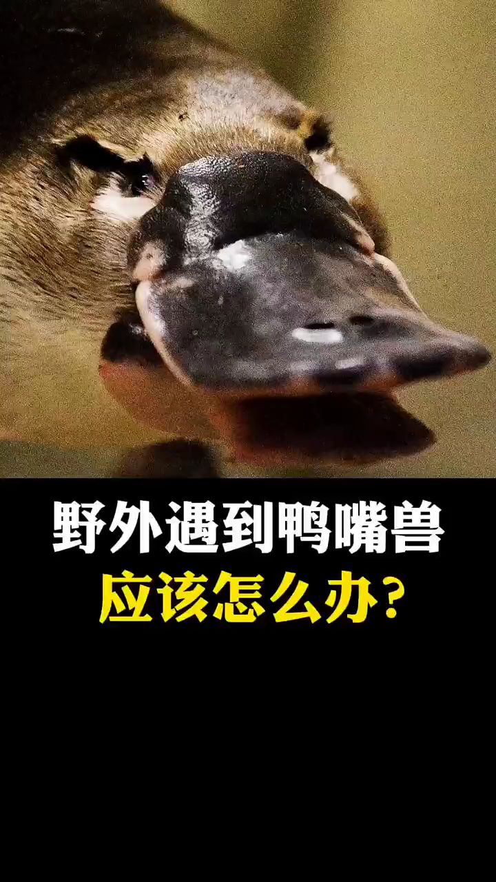 野外遭遇鸭嘴兽,应该怎么办?