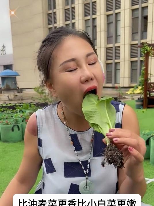 种菜还是种这个孔雀菜