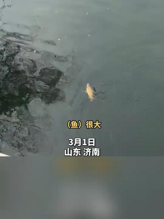 男子抄起六斤大鲤鱼就跑,大明湖景区回应:不允许渔猎