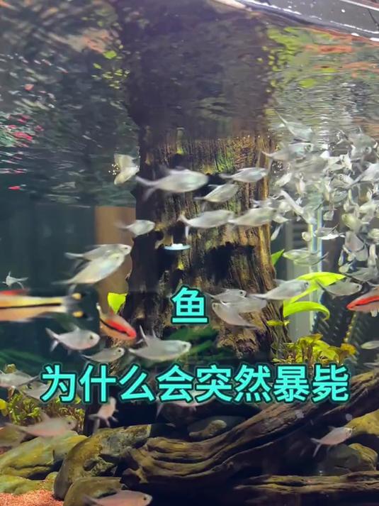 鱼缸突然死鱼?原来是不懂养鱼真相,养鱼人必看!