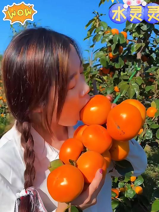 树上摘下来就可以直接吃的脆甜柿子不涩口不麻嘴