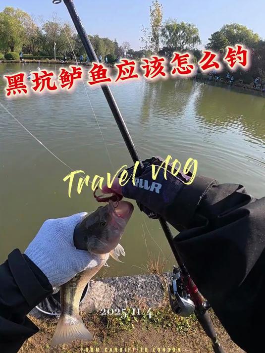 新手玩路亚黑坑鲈鱼教学 一个视频教会你玩路亚黑坑鲈鱼前期聚鱼和抢鱼