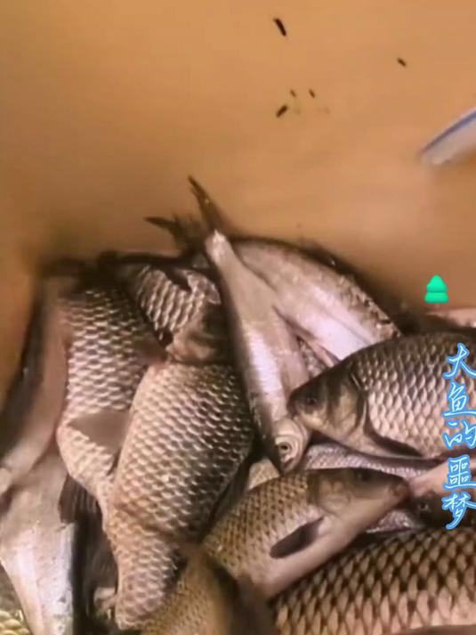 秋冬季野钓大板鲫，这个钓法才是王道，专攻深水大板鲫大鲤鱼！