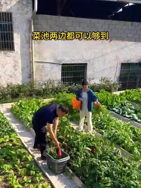 爸爸退休后爱上了种菜特意改造了菜园