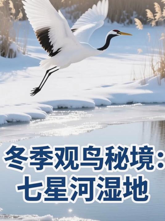 双鸭山湿地雪景，候鸟观测秘境