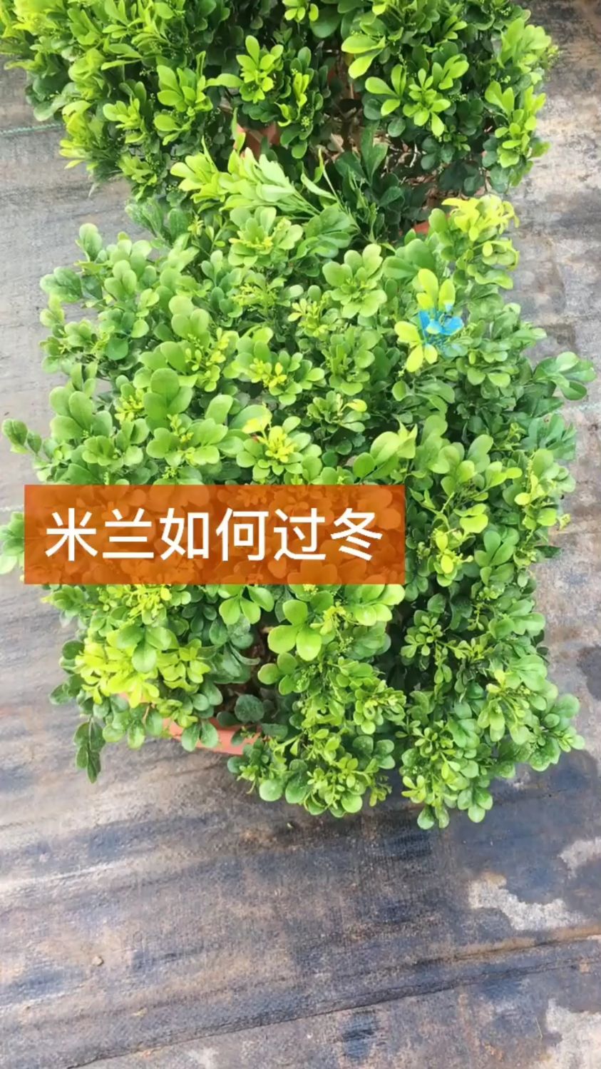 米兰冬季养护需要注意哪些