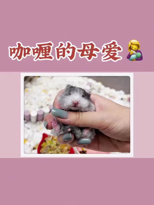 咖喱的母爱好感人,给小家伙买点鲍鱼补补吧!