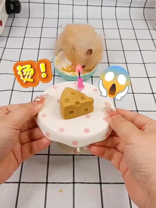 今天过生日!给它做奶酪蛋糕状况百出啊!