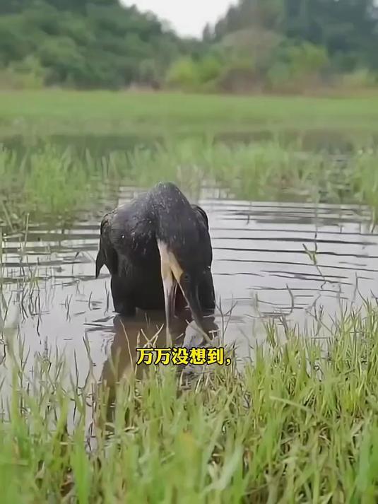 鸬鹚叼鱼一叼一个准