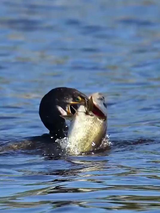 鸬鹚下水捕鱼