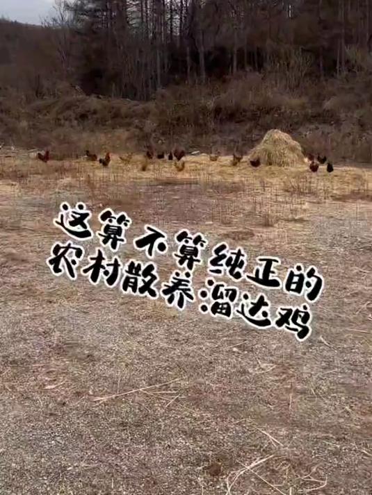 想吃纯纯农村散养溜达笨公鸡的,可以来了