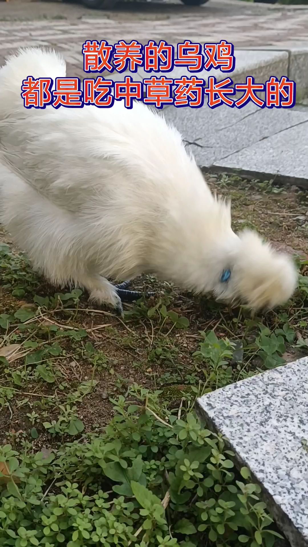 爱吃草的中华泰和乌鸡