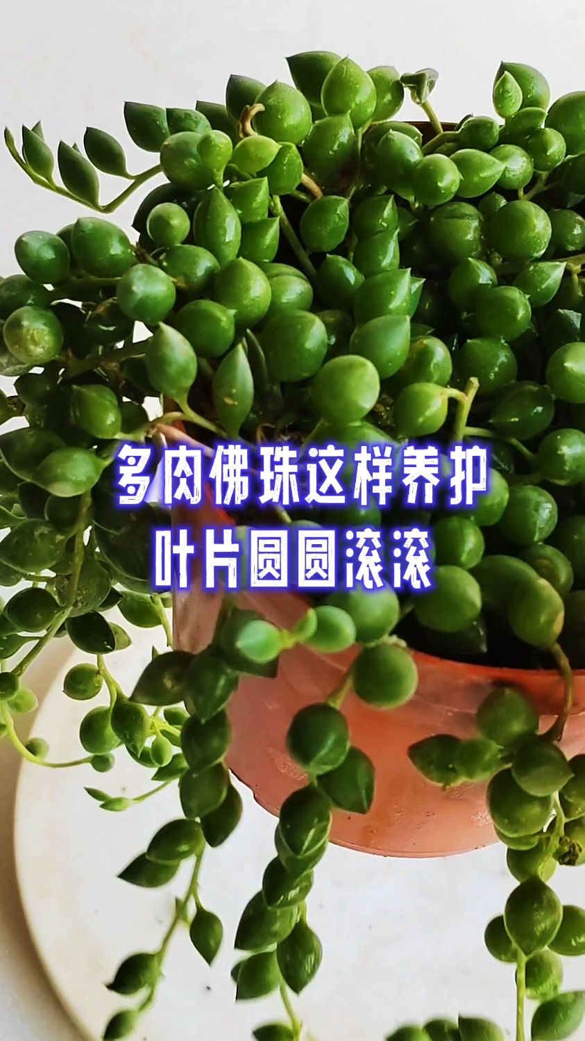 多肉佛珠这样养护叶片圆圆滚滚