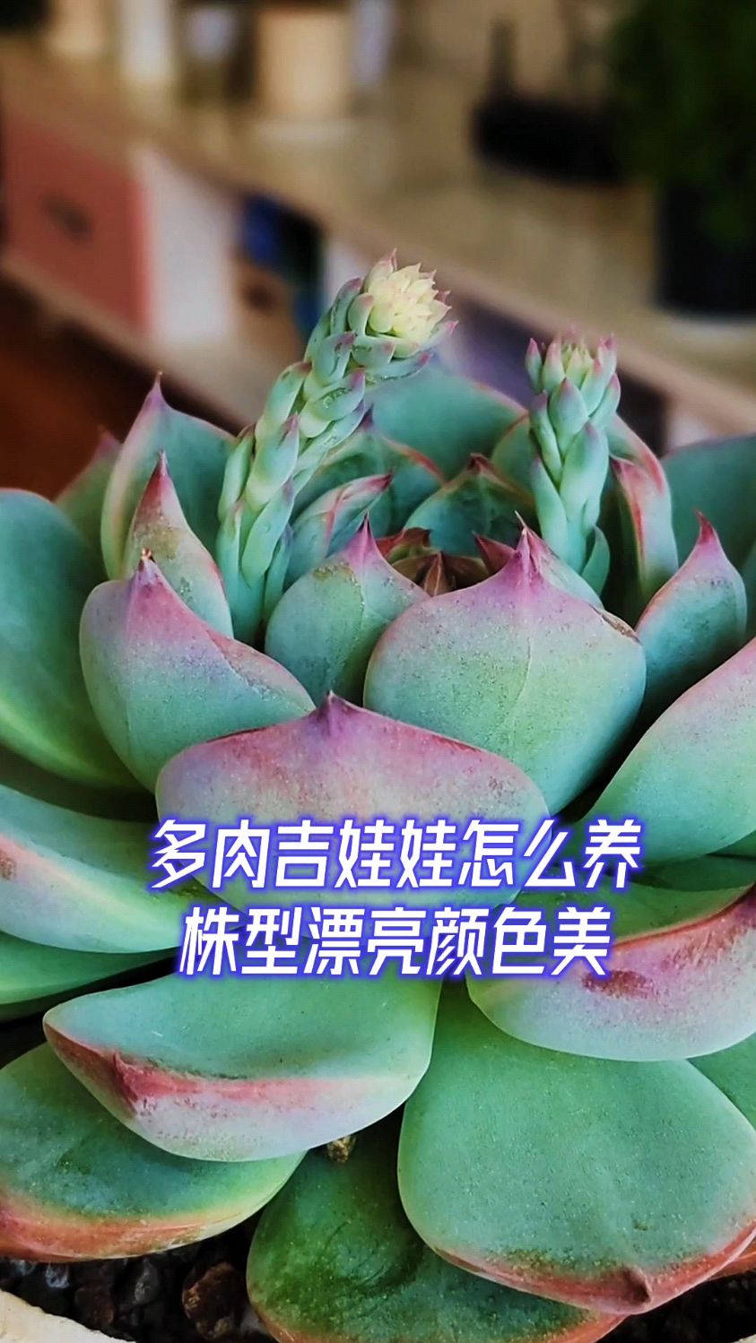 多肉吉娃娃怎么养?株型漂亮颜色美