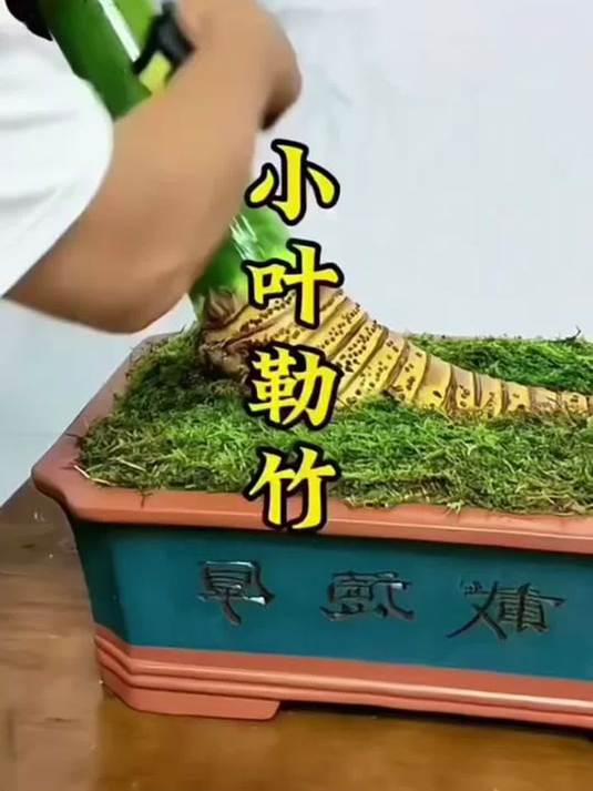 小叶勒竹盆景:生桩竹头打造禅意室内绿植精品