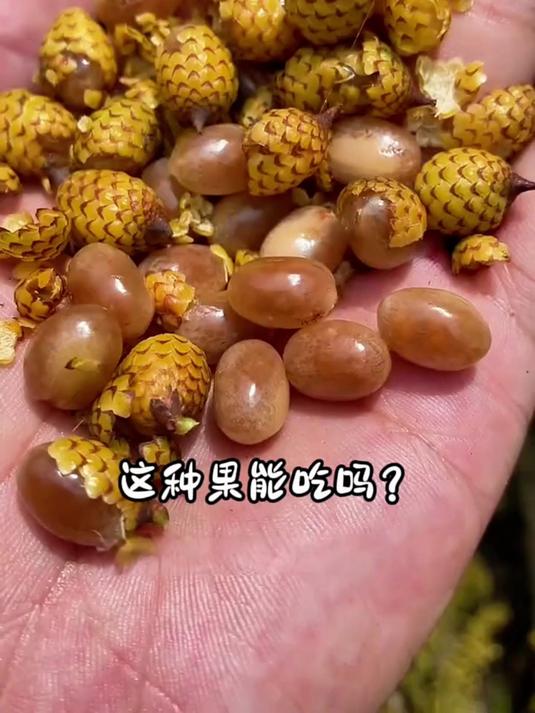 分享15种农村常见的野果,你都认识哪几种呀?