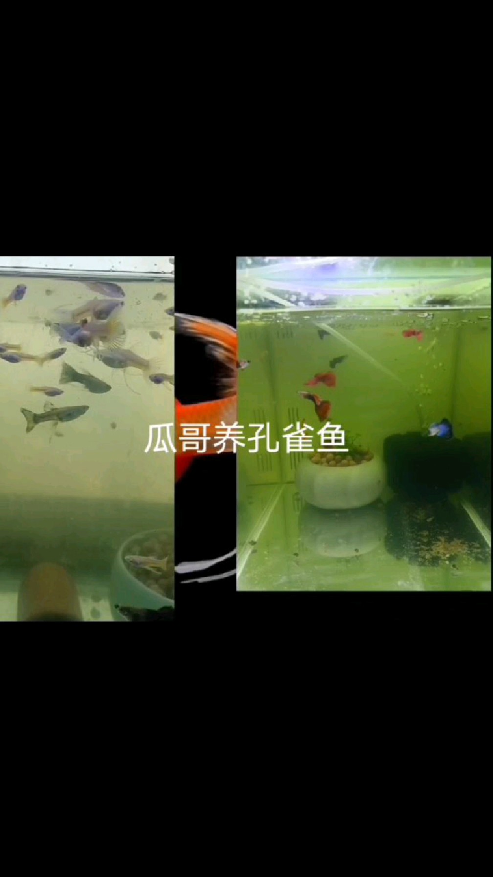 瓜哥养孔雀鱼之精品全红