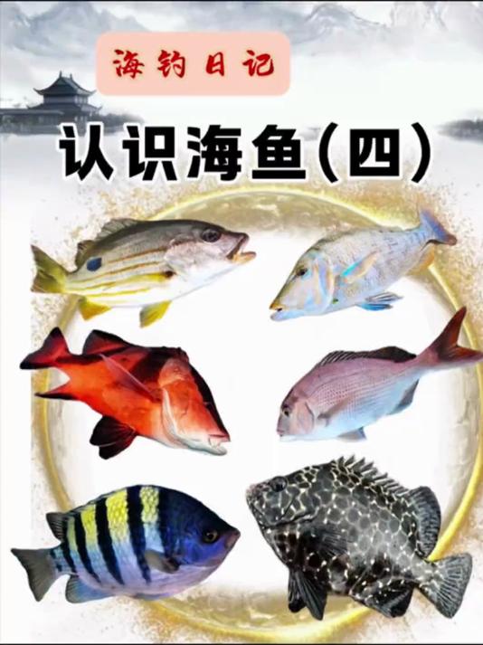 认识海鱼(四)!