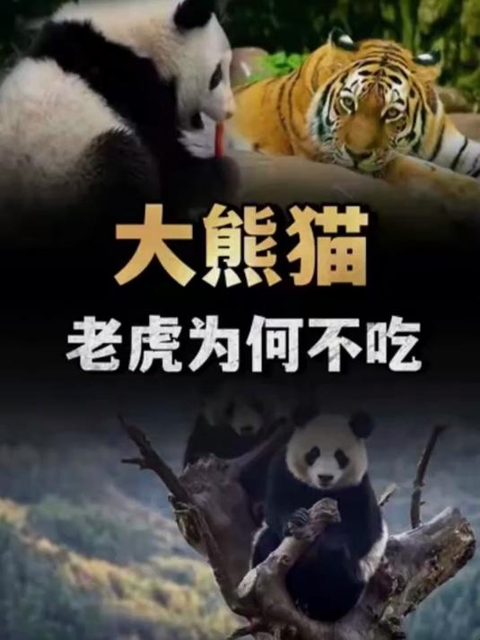 四川曾遍地都是老虎，为什么没有吃绝大熊猫？看看大熊猫啥段位？