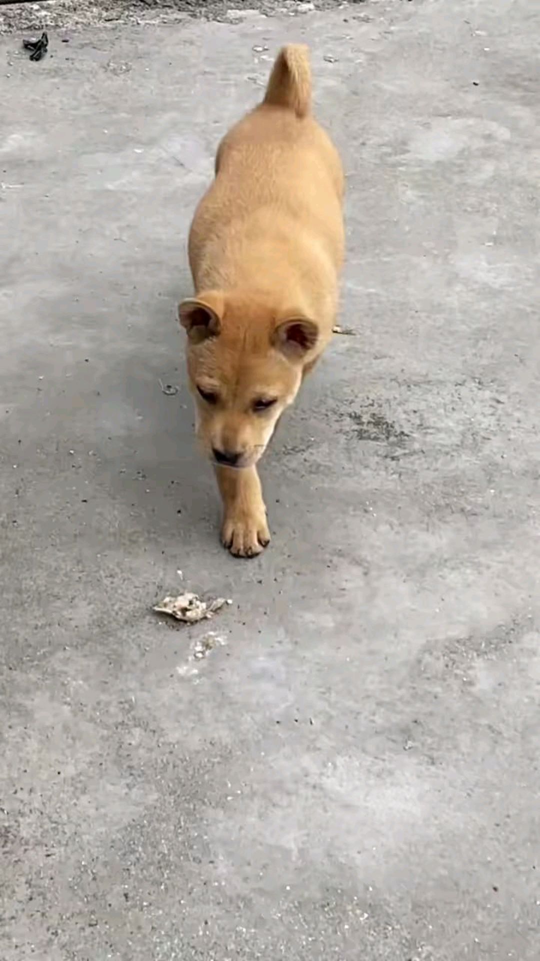 中华田园犬广西土猎极品小黄狗