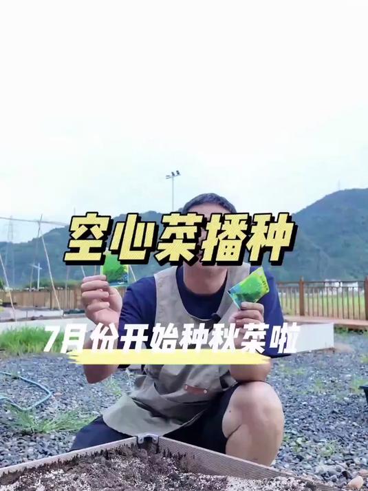 教你如何用5毛钱的种子种出全家吃不完的有机空心菜#三农#