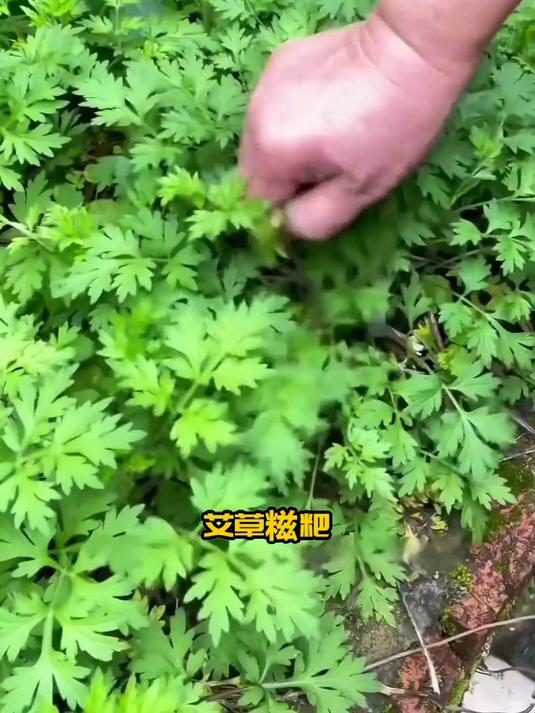 加勺牛奶调红艾草糍粑 香软顺滑的养生小吃超好吃