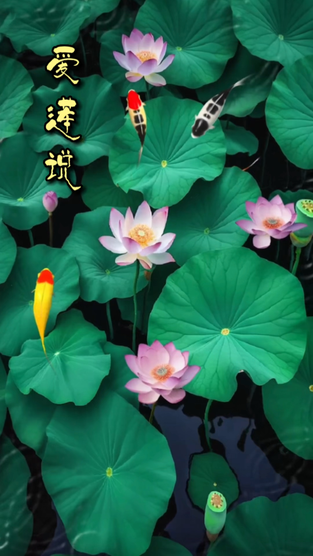 碧水荷花独自香,鱼戏莲间伴纷芳。一曲《爱莲说》,赏花之君子。