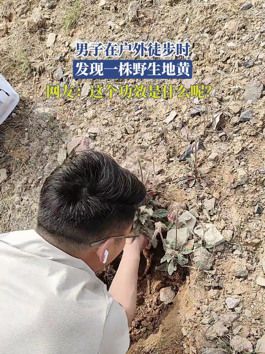 男子在户外徒步时，发现一株野生地黄，网友：这个功效是什么呢？#地黄#