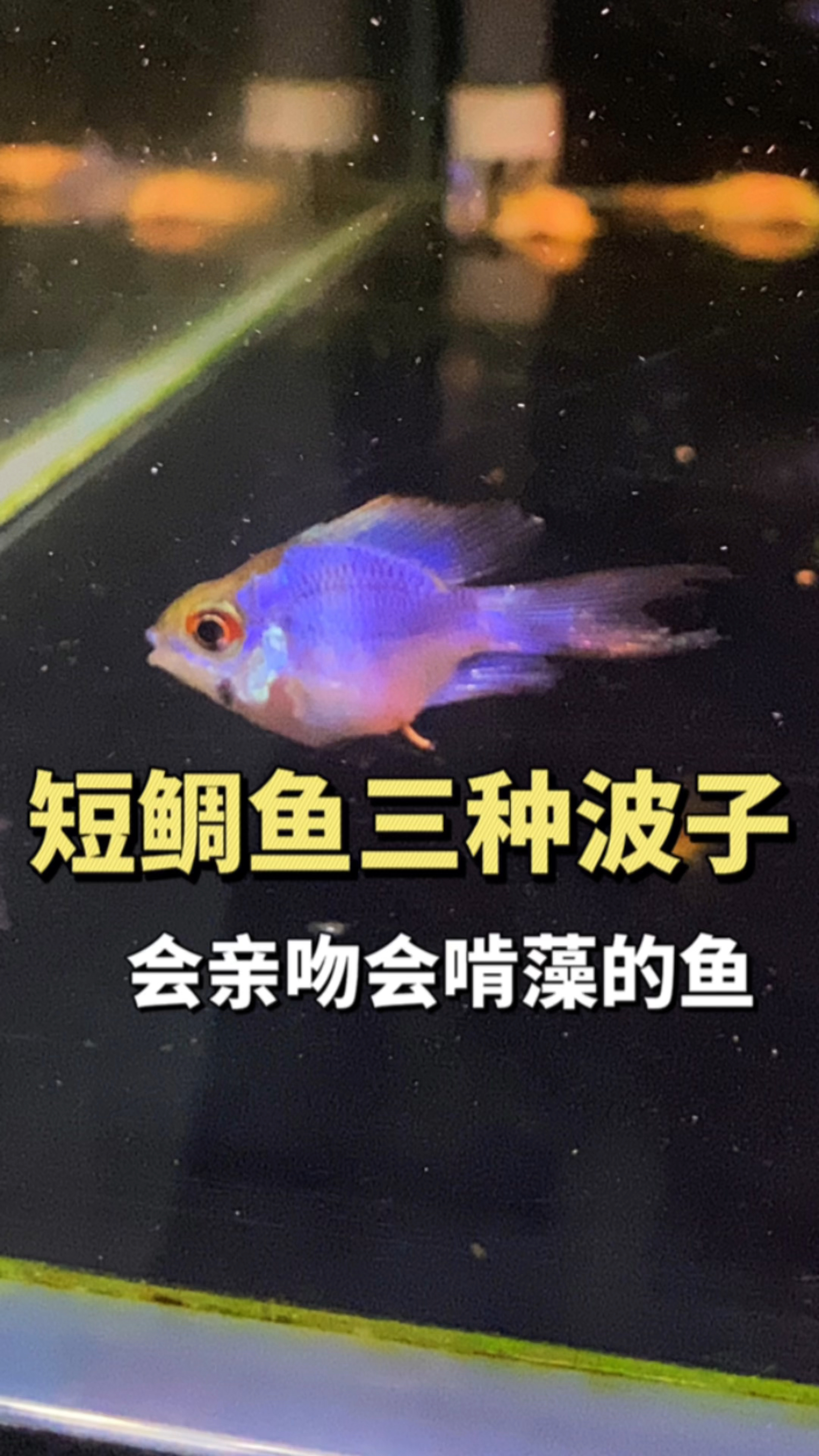 短鲷鱼三种波子鱼,会亲吻会啃藻的鱼
