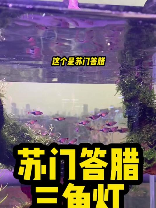这个三角灯大家养过没
